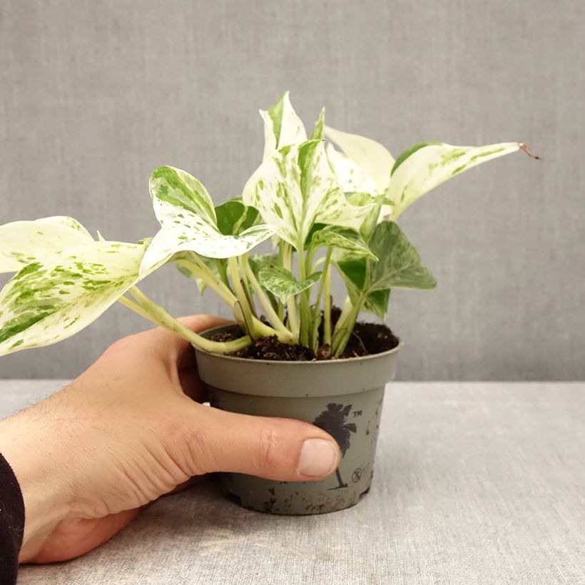Spécimen de Epipremnum aureum Marble Queen - Pothos Pot de 10 cm/11cm tel que livré au printemps