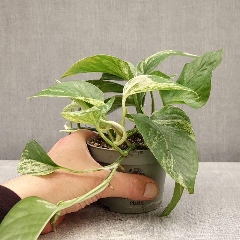 Spécimen de Epipremnum aureum - Pothos Pot de 10 cm/11cm tel que livré au printemps