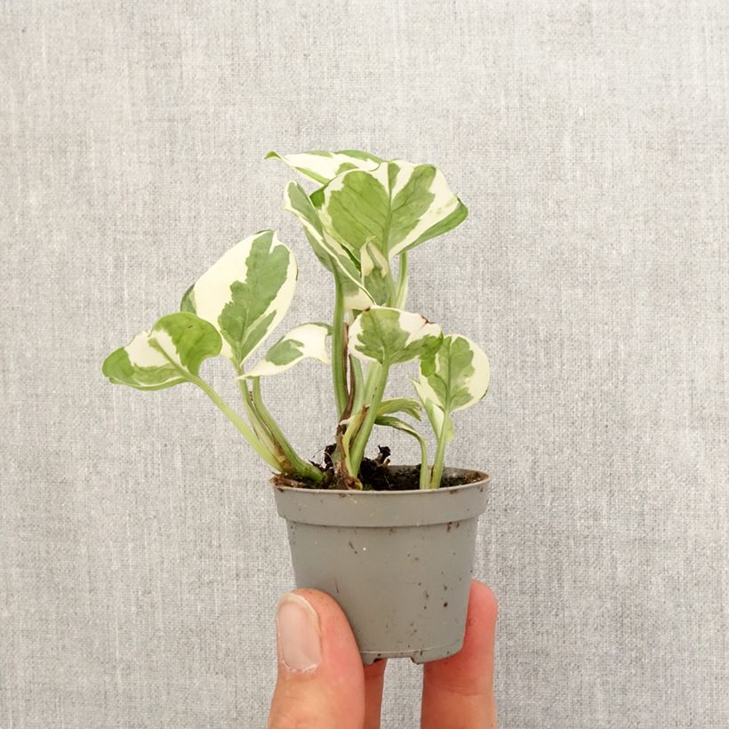 Spécimen de Epipremnum N'joy - Pothos Mini-plante tel que livré au printemps