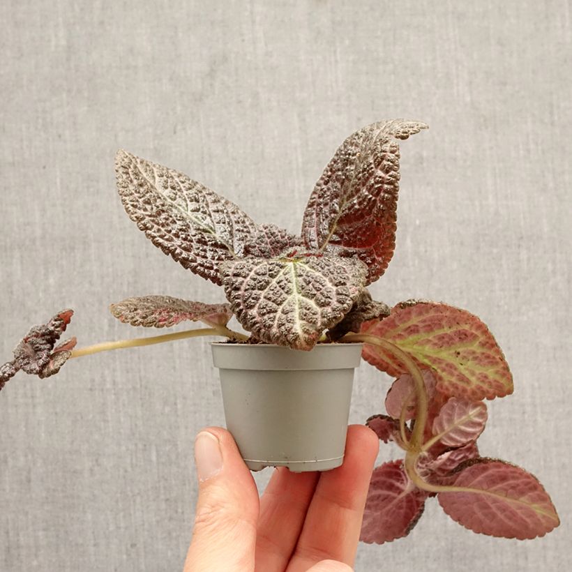 Spécimen de Episcia Country Brilliance Mini-plante tel que livré au printemps