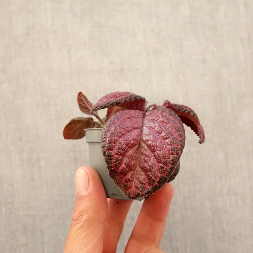 Spécimen de Episcia Malayan Gem Mini-plante tel que livré au printemps