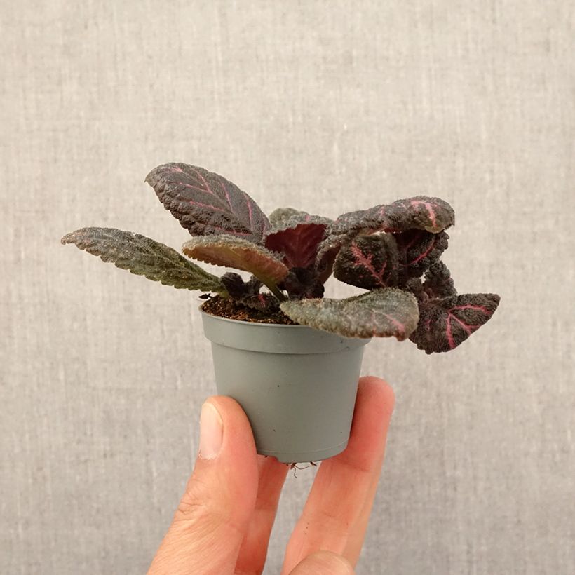 Spécimen de Episcia Pink Acajou Mini-plante tel que livré au printemps