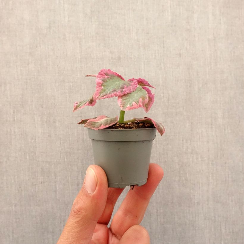 Spécimen de Episcia Pink Brocade Mini-plante tel que livré au printemps