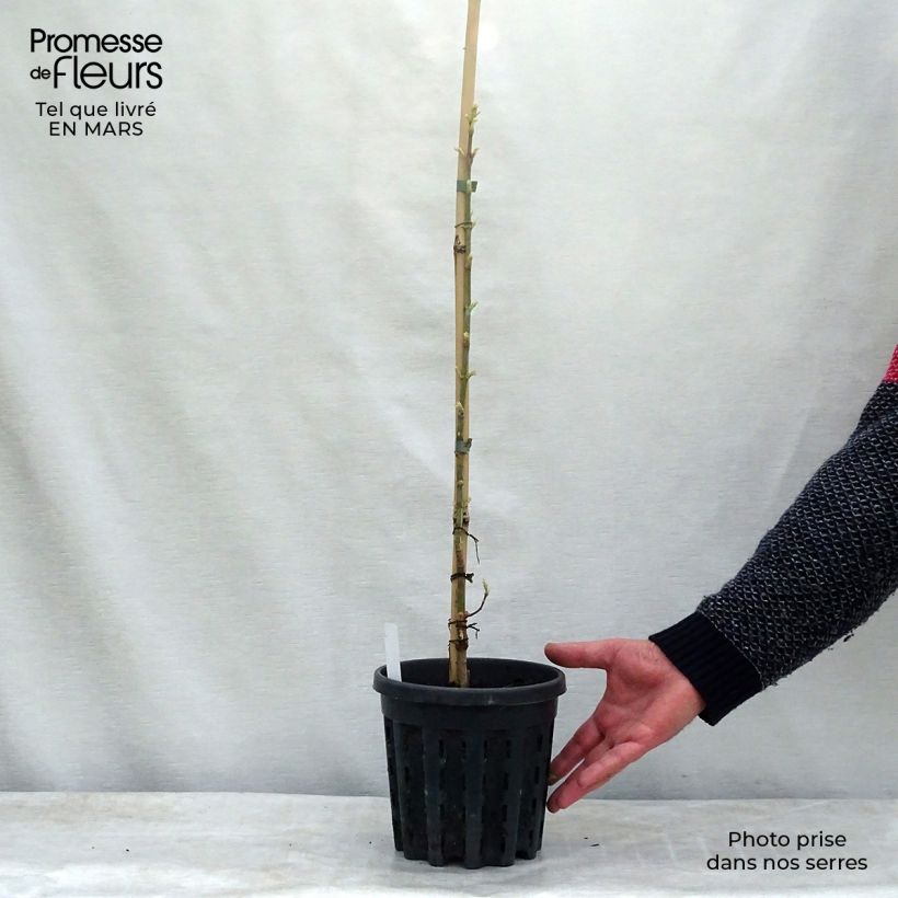 Example of Acer negundo Flamingo - Érable à feuille de frêne Pot de 3L/4L as you get in printemps