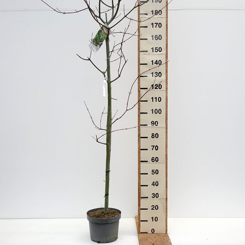 Spécimen de Erable à peau de serpent - Acer capillipes Pot de 7,5L/10L, Baliveau tel que livré en automne