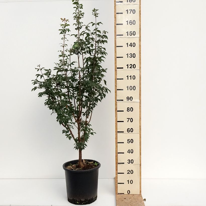 Spécimen de Érable cannelle - Acer griseum Pot de 20L/25L tel que livré en été