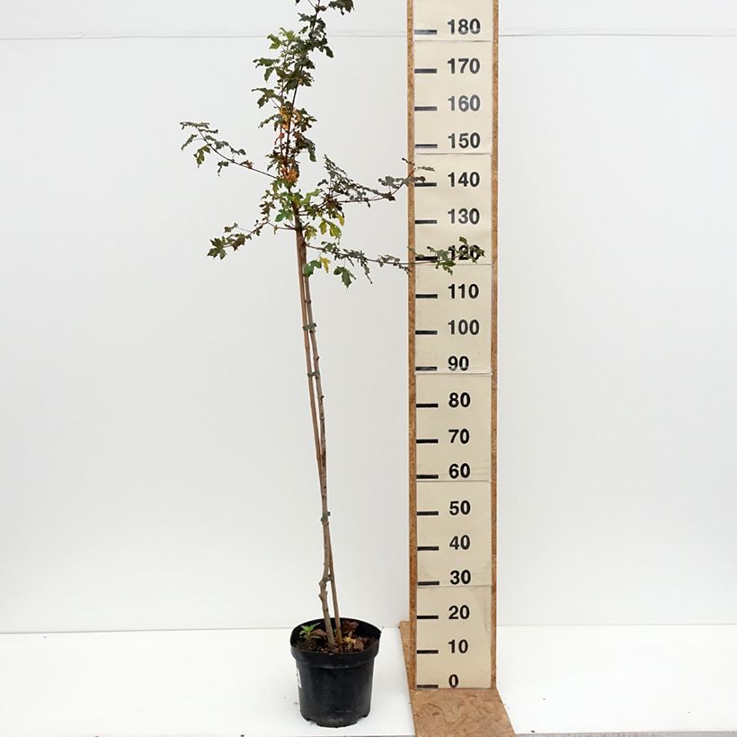 Spécimen de Erable champêtre - Acer campestre Magic Spring Pot de 7,5L/10L, Tige tel que livré en automne