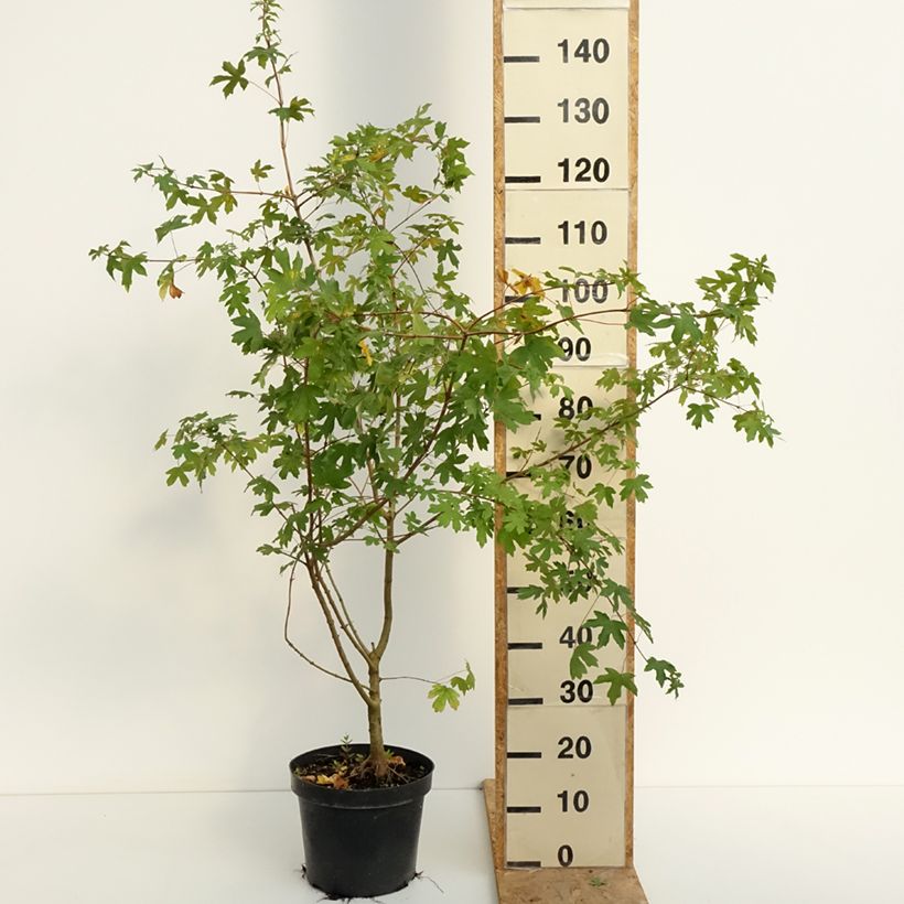 Spécimen de Erable champêtre - Acer campestre Pot de 4L/5L tel que livré en été