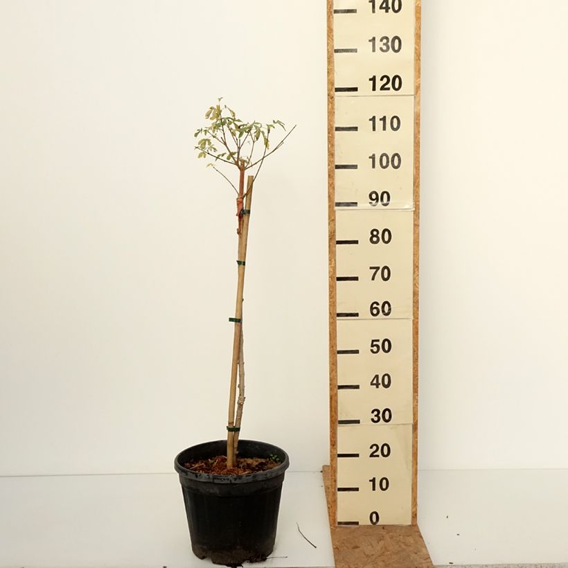 Spécimen de Erable champêtre - Acer campestre Silver Celebration Pot de 7,5L/10L, Tige tel que livré en automne