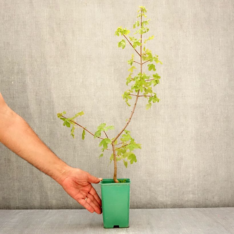 Spécimen de Erable de Montpellier - Acer monspessulanum Pot de 10 cm/11cm tel que livré en été