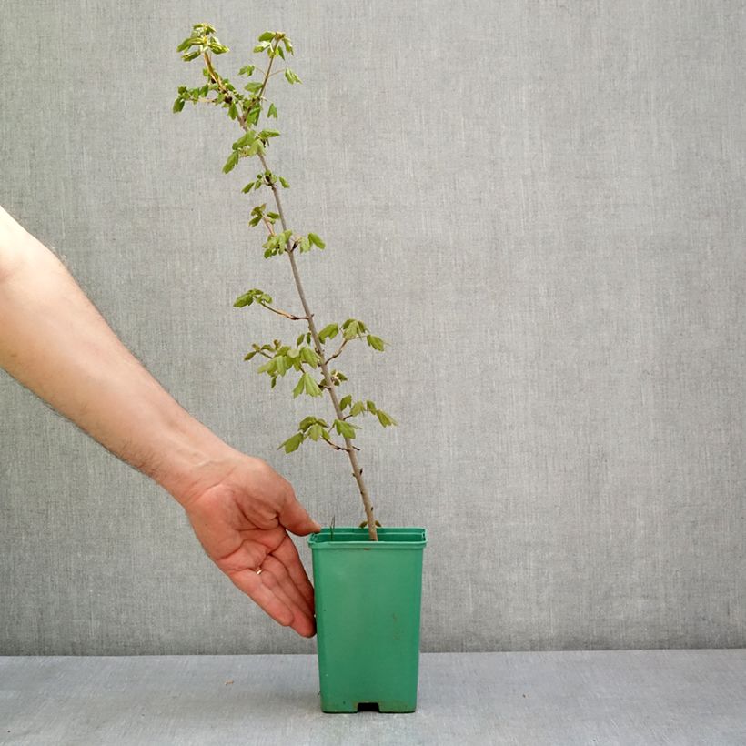 Spécimen de Erable de Montpellier - Acer monspessulanum Pot de 10 cm/11cm tel que livré au printemps