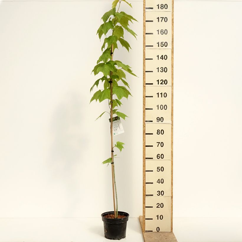 Spécimen de Erable de Pennsylvanie - Acer pensylvanicum Pot de 4L/5L tel que livré au printemps