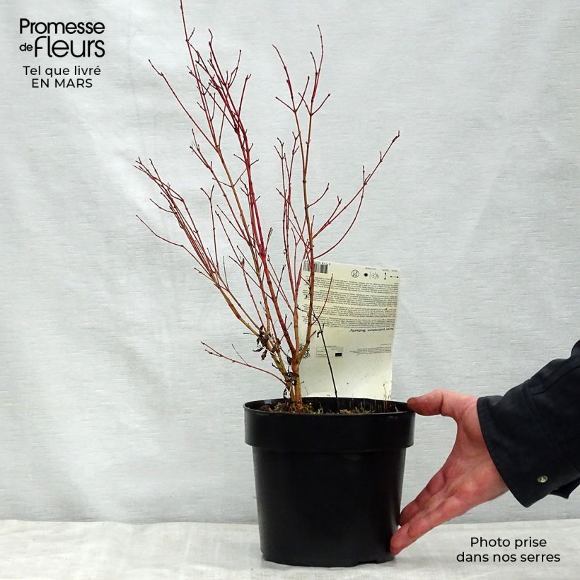Example of Érable du Japon - Acer palmatum Butterfly Pot de 2L/3L as you get in printemps