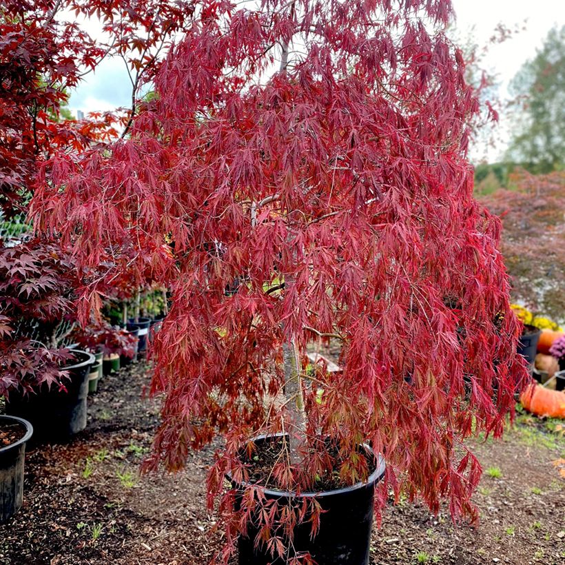 Érable du Japon - Acer palmatum Dissectum Tamukeyama (Port)