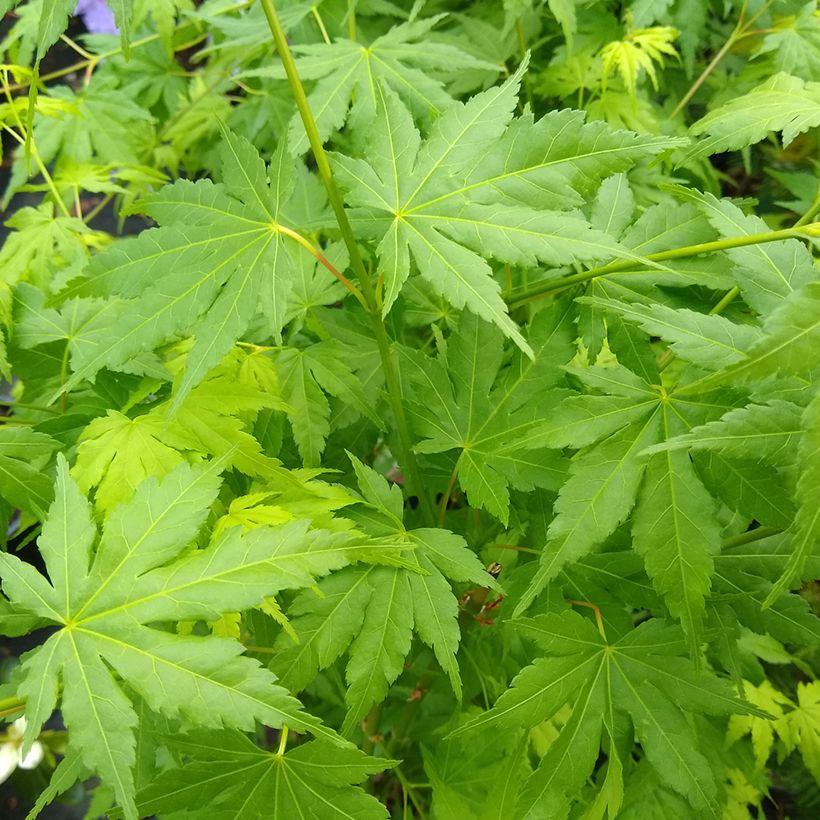 Érable du Japon - Acer palmatum Going Green (Feuillage)