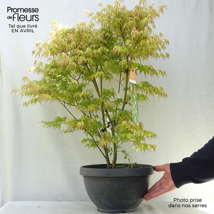 Spécimen de Érable du Japon - Acer palmatum Katsura Coupe 7,5L / 10L tel que livré au printemps