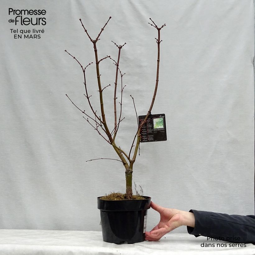 Example of Érable du Japon - Acer palmatum Osakazuki Pot de 3L/4L as you get in printemps