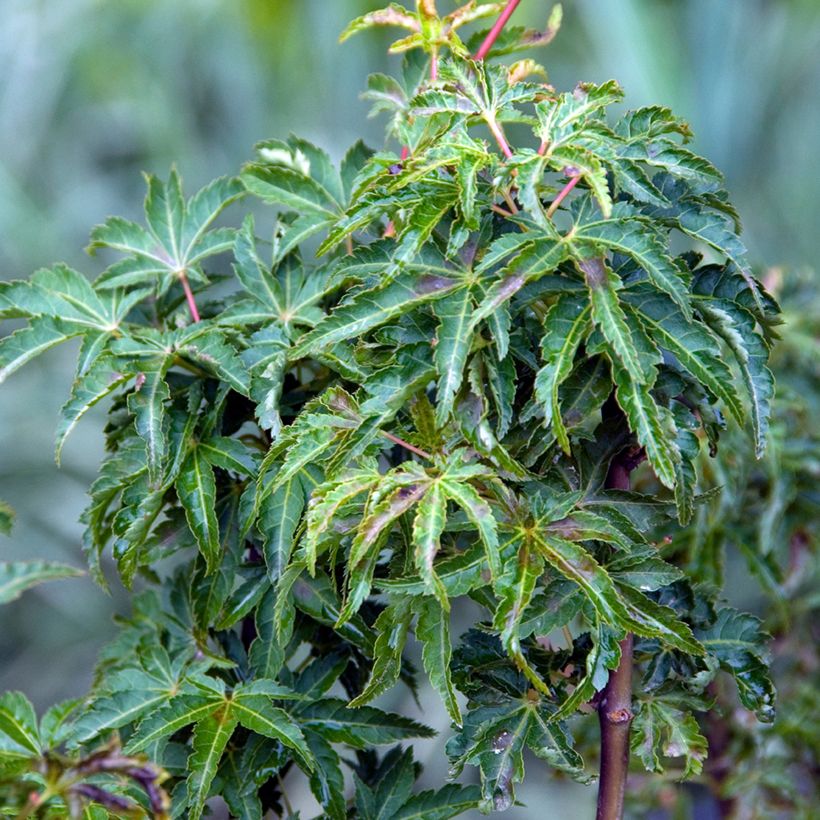 Érable du Japon - Acer palmatum Shishigashira (Feuillage)