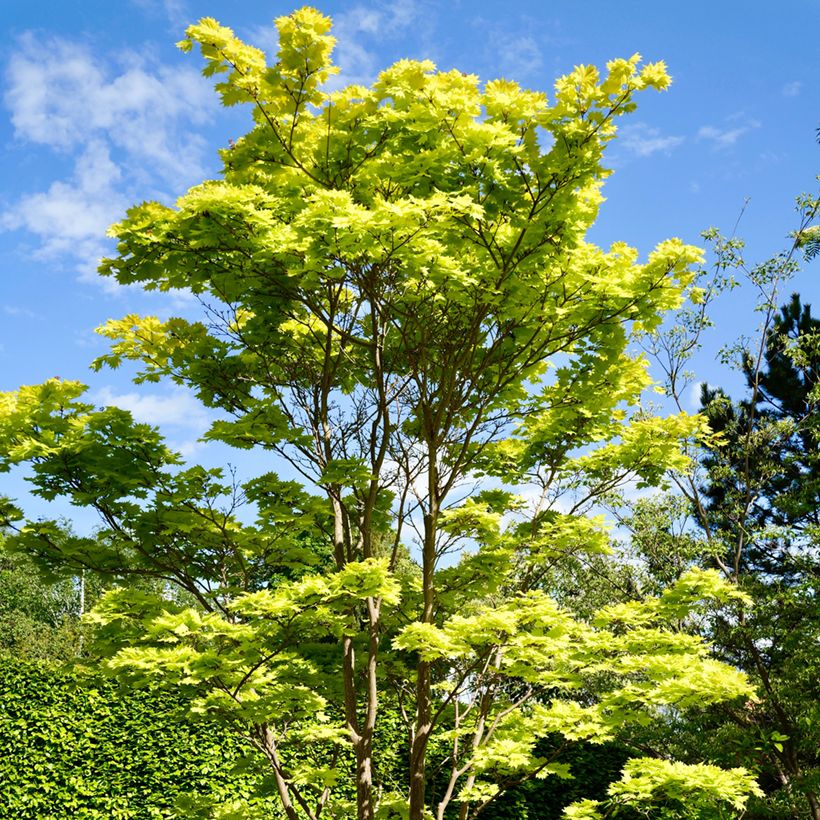 Érable du Japon - Acer shirasawanum Aureum (Port)