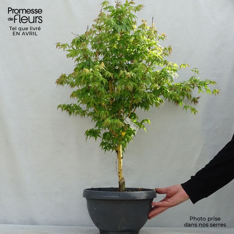 Example of Érable du Japon Bi Hoo - Acer palmatum Coupe 7,5L / 10L as you get in printemps