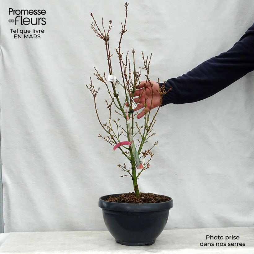 Spécimen de Érable du Japon Jerre Schwartz - Acer palmatum Coupe 7,5L / 10L tel que livré au printemps