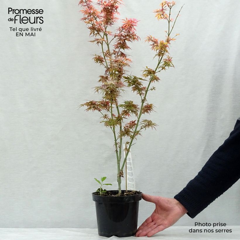 Spécimen de Érable du Japon Jerre Schwartz - Acer palmatum Pot de 2L/3L tel que livré au printemps