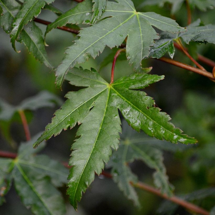 Érable du Japon - Acer palmatum (Feuillage)