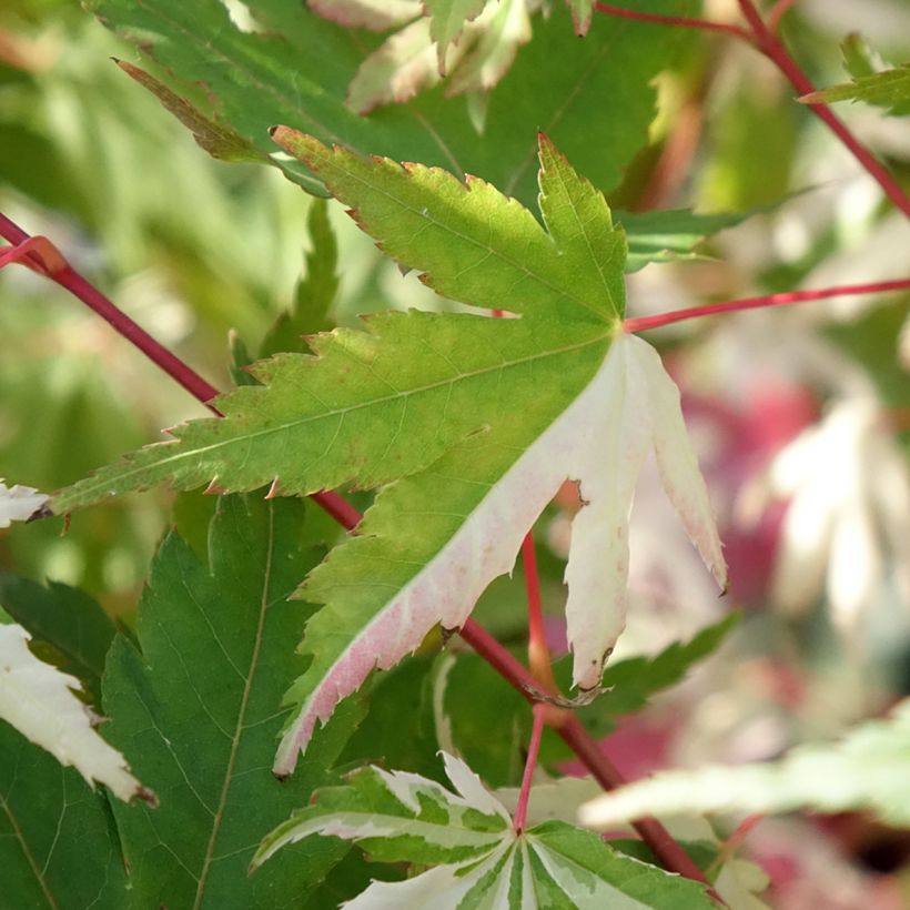 Erable du Japon - Acer palmatum Asahi Zuru (Feuillage)