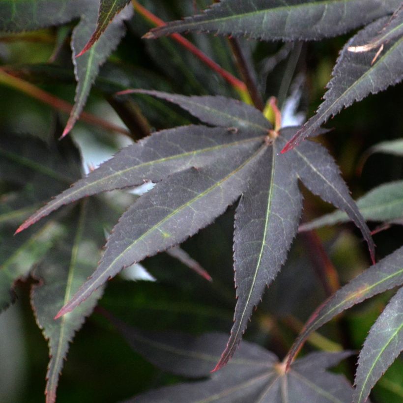 Érable du Japon - Acer palmatum Atropurpureum (Foliage)