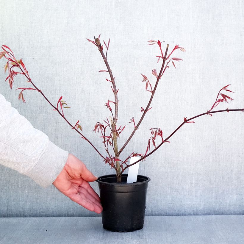 Example of Érable du Japon - Acer palmatum Atropurpureum Pot de 10 cm/11cm as you get in printemps