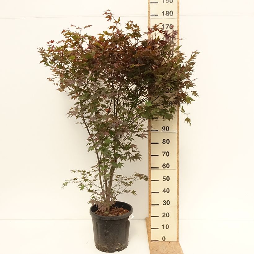 Spécimen de Érable du Japon - Acer palmatum Atropurpureum Pot de 20L/25L tel que livré en été