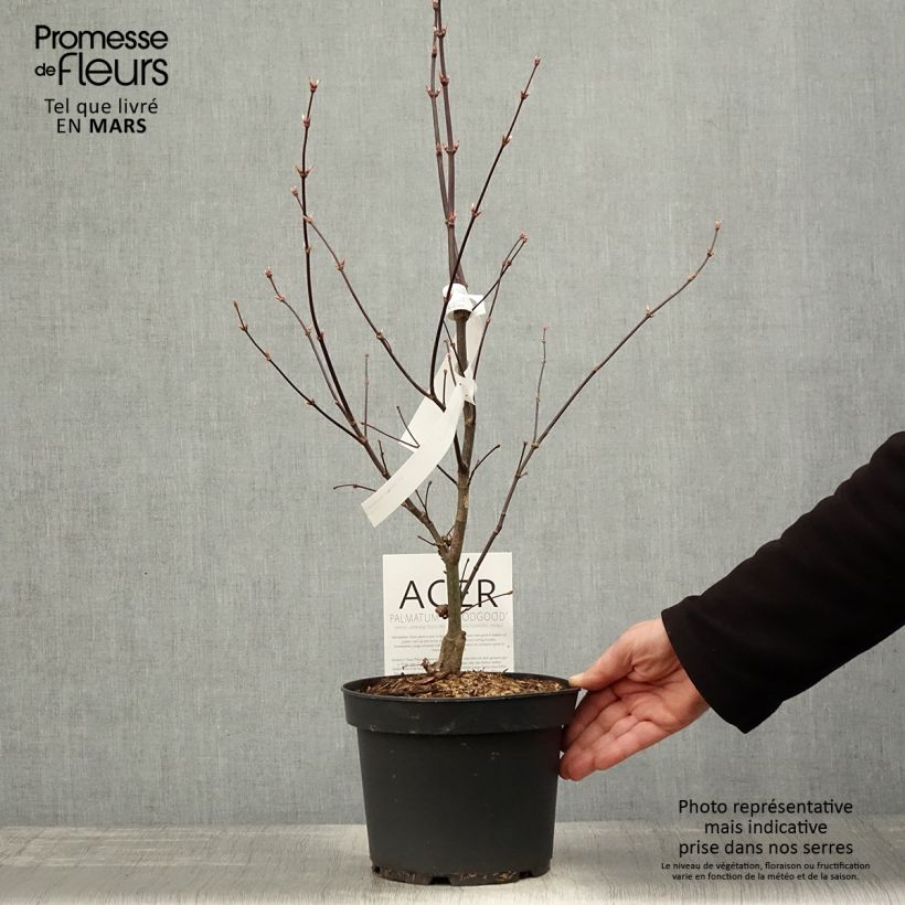 Spécimen de Érable du Japon - Acer palmatum Bloodgood Pot de 3L/4L tel que livré au printemps
