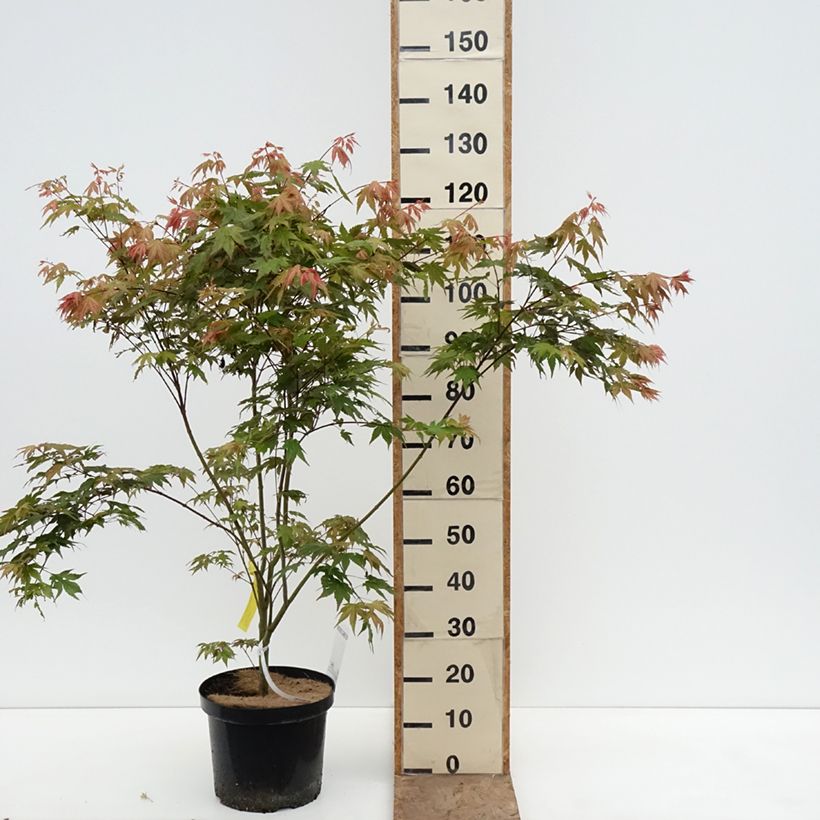 Spécimen de Erable du Japon - Acer palmatum Brown Sugar Pot de 7,5L/10L tel que livré au printemps