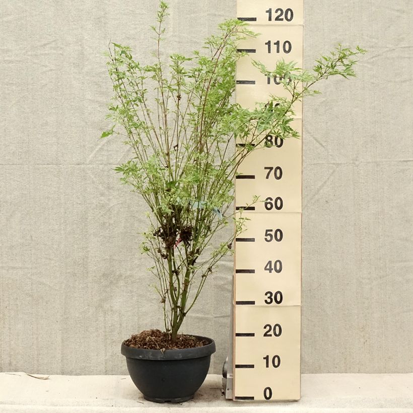 Example of Érable du Japon - Acer palmatum Butterfly Pot de 7,5L/10L as you get in printemps