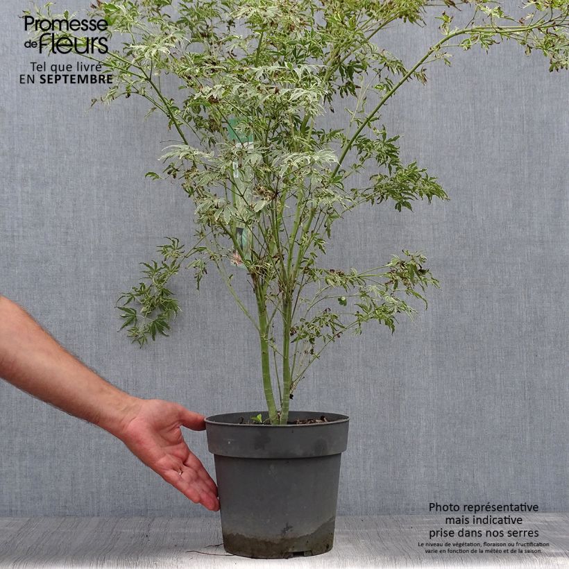 Spécimen de Érable du Japon - Acer palmatum Butterfly Pot de 4L/5L tel que livré en automne