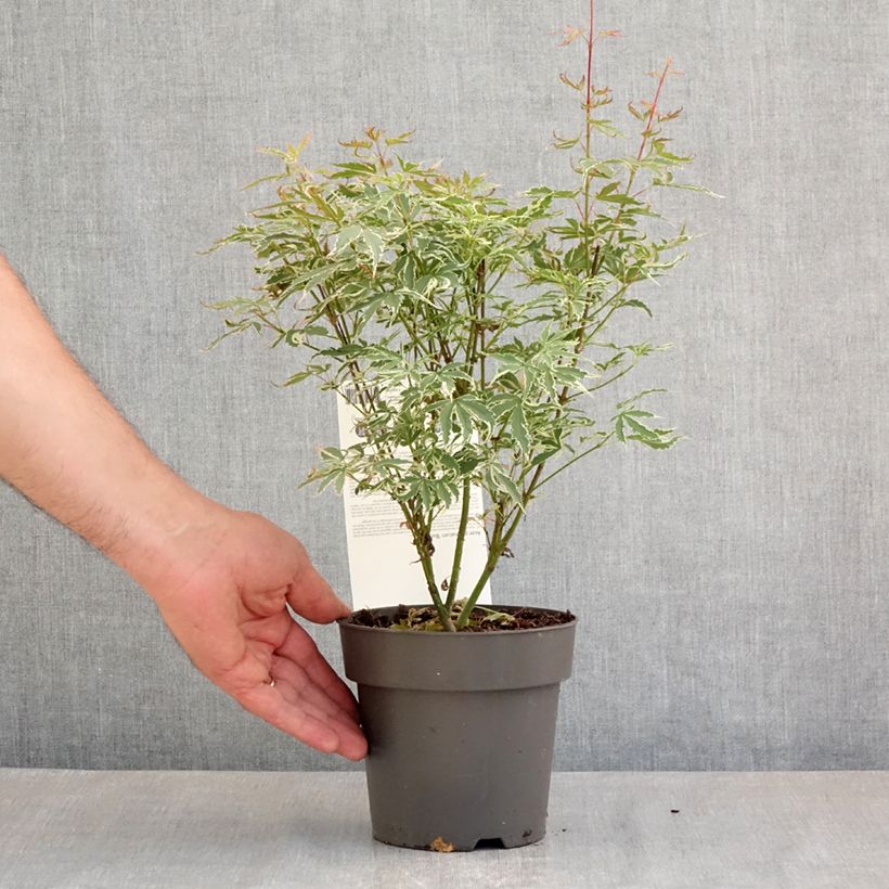 Example of Érable du Japon - Acer palmatum Butterfly Pot de 1L/1,5L as you get in printemps