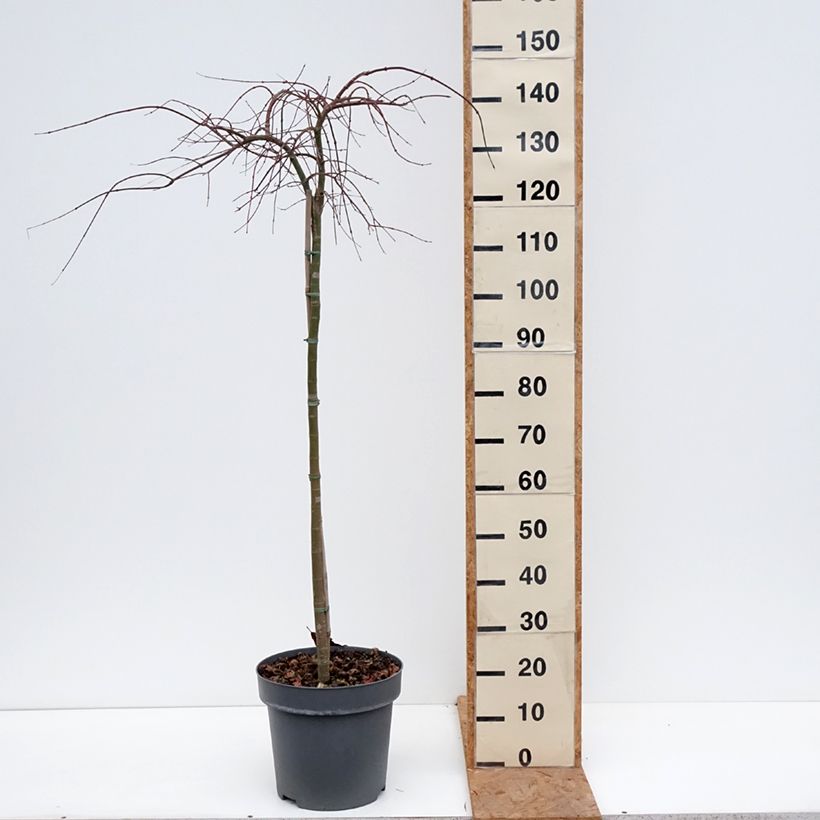 Spécimen de Erable du Japon - Acer palmatum Cascade Citrine Pot de 12L/15L, Demi-Tige tel que livré en automne