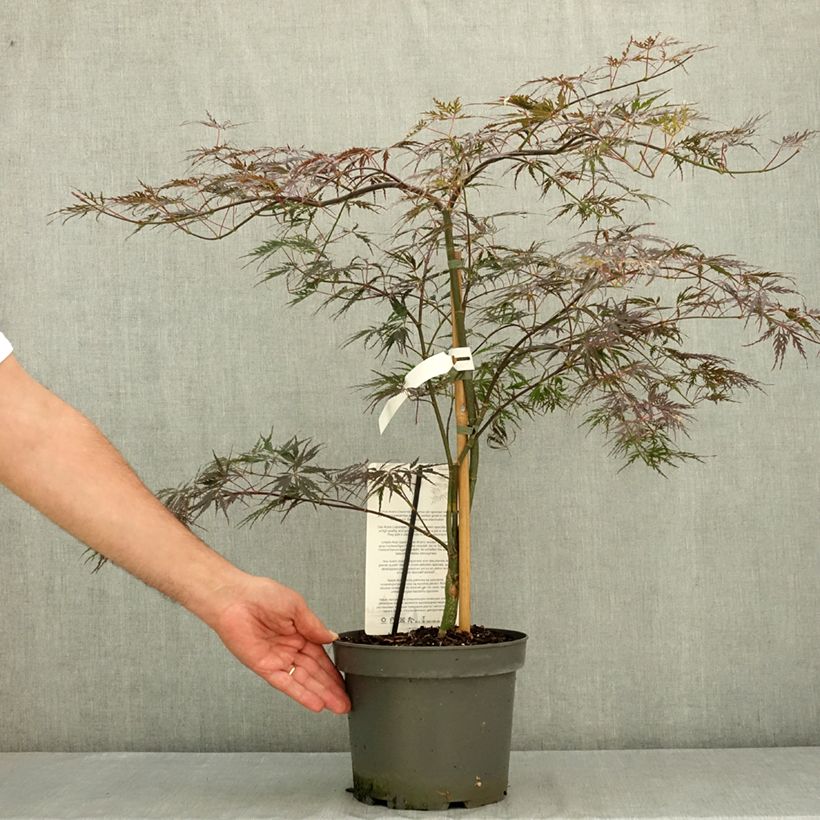 Spécimen de Érable du Japon - Acer palmatum Dissectum Firecracker Pot de 4L/5L tel que livré en été