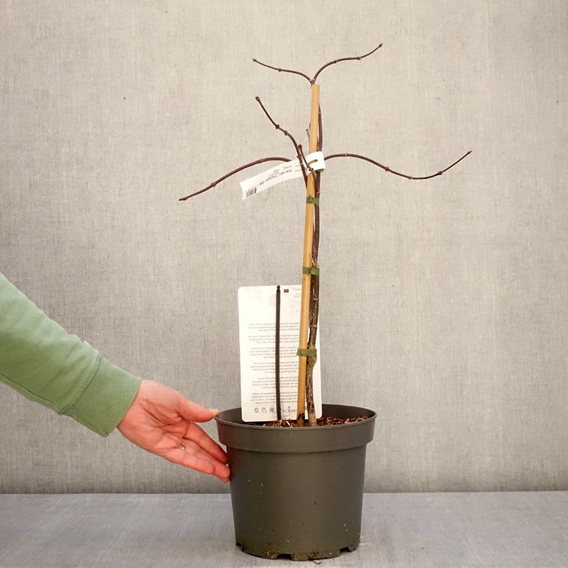 Spécimen de Érable du Japon - Acer palmatum Dissectum Firecracker Pot de 4L/5L tel que livré en hiver