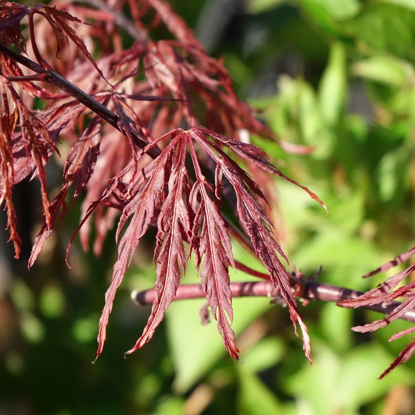 Érable du Japon - Acer palmatum Dissectum Firecracker (Feuillage)