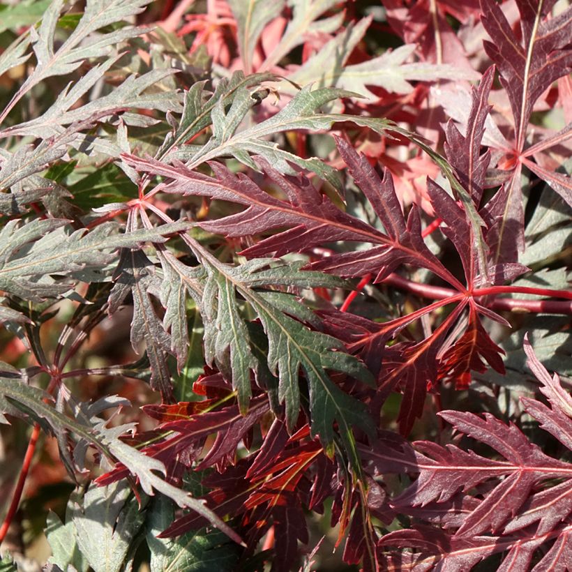 Erable du Japon - Acer palmatum Dissectum Orangeola (Foliage)