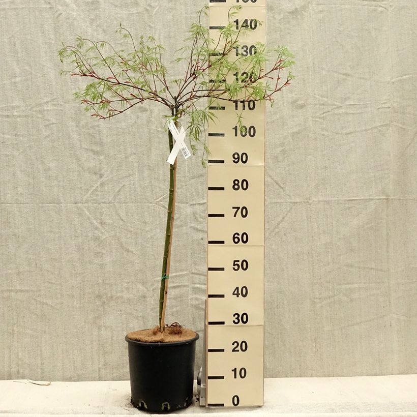 Spécimen de Érable du Japon - Acer palmatum Dissectum Tamukeyama Pot de 7,5L/10L tel que livré au printemps