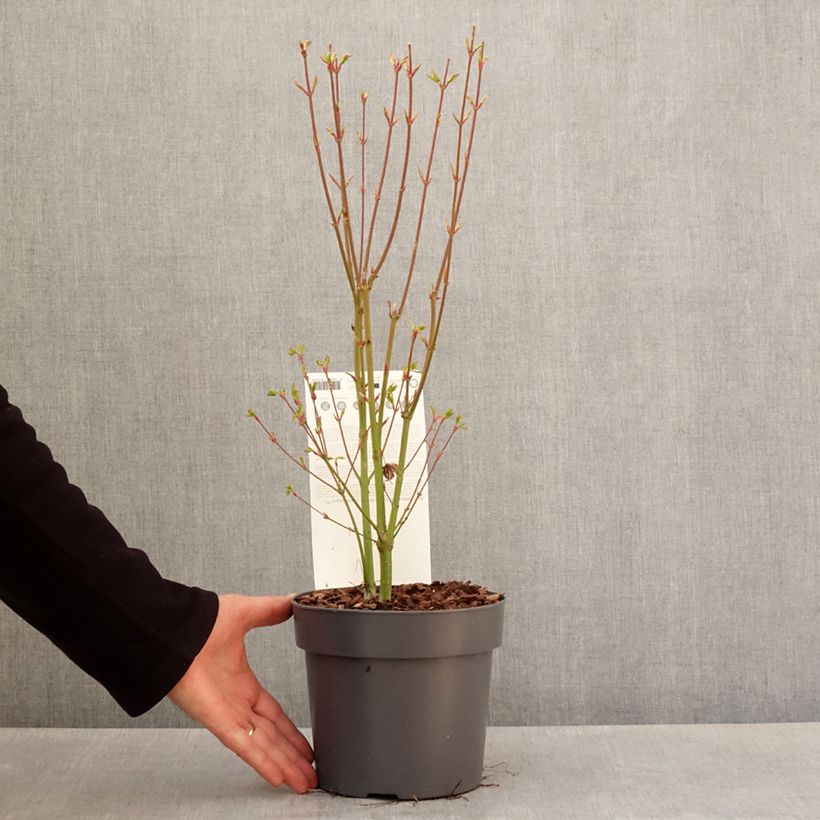 Spécimen de Érable du Japon - Acer palmatum Going Green Pot de 3L/4L tel que livré au printemps