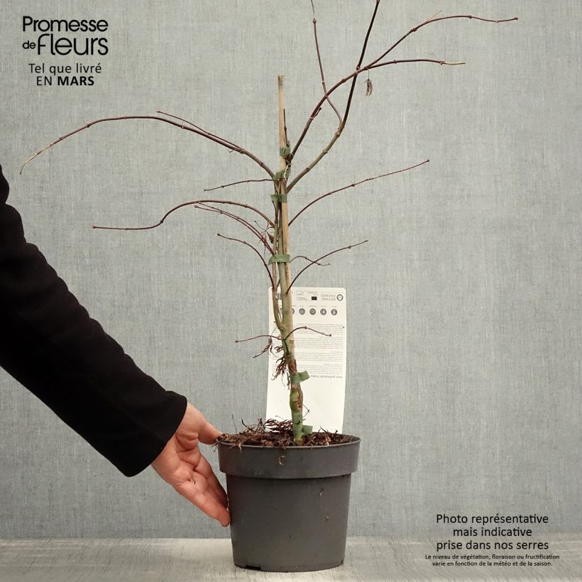 Example of Erable du Japon - Acer palmatum Inaba-Shidare Pot de 3L/4L as you get in printemps