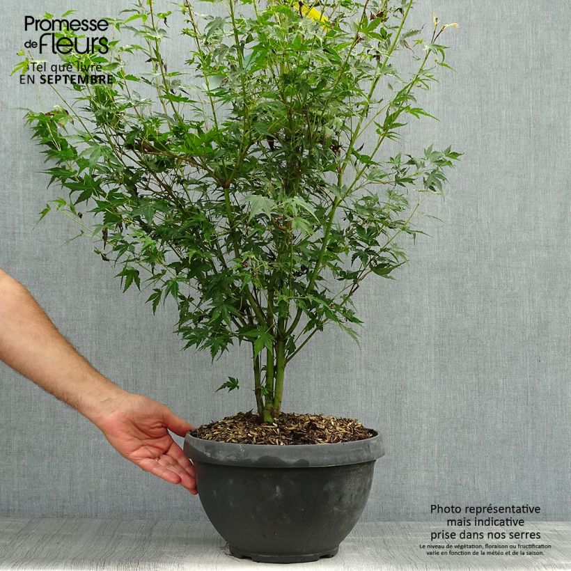 Spécimen de Érable du Japon - Acer palmatum Katsura Coupe 7,5L / 10L tel que livré en automne