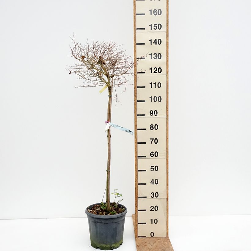 Spécimen de Érable du Japon - Acer palmatum Little Princess Pot de 12L/15L, Demi-tige tel que livré en automne