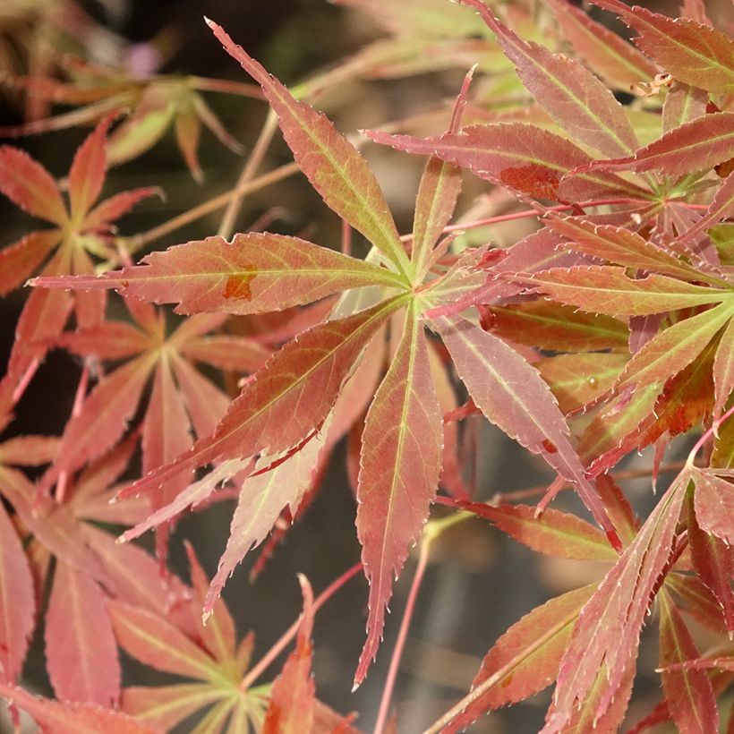 Érable du Japon - Acer palmatum Little Princess (Feuillage)