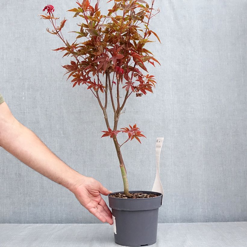 Spécimen de Erable du Japon - Acer palmatum Little Red Pot de 3L/4L tel que livré en été