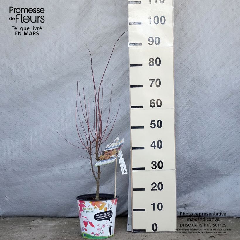 Spécimen de Erable du Japon - Acer palmatum Metamorphosa Pot de 4L/5L tel que livré au printemps