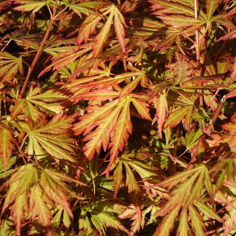 Erable du Japon - Acer palmatum Orange Lace (Feuillage)